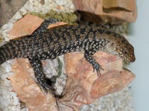 Egernia cunninghami